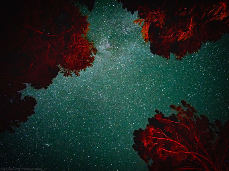 Star-filled Milky Way sky framed by treetops glowing red in firelight