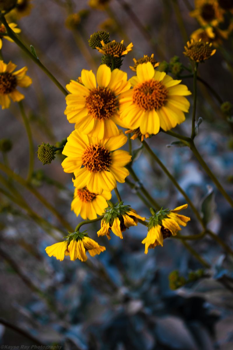 Cluster of yellow brittlebush blooms glowing against cool blue-gray desert foliage