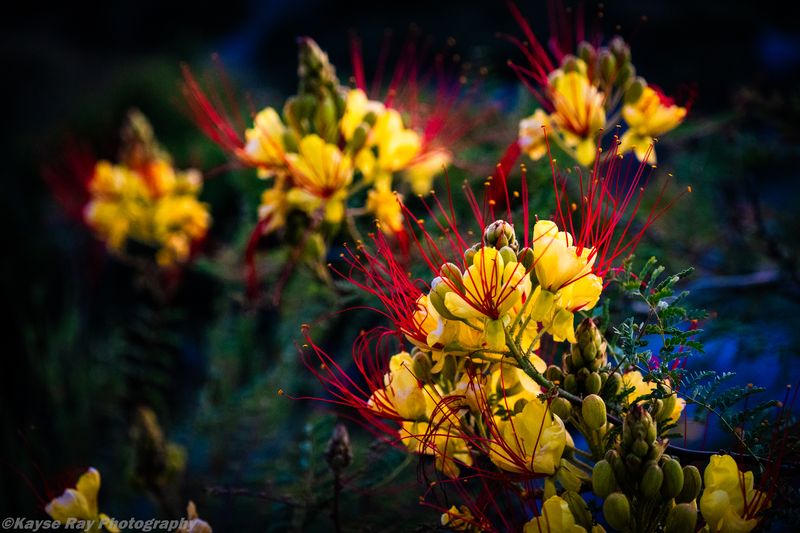 Yellow and red Pride of Barbados blooms glowing against cool blue dusk foliage.