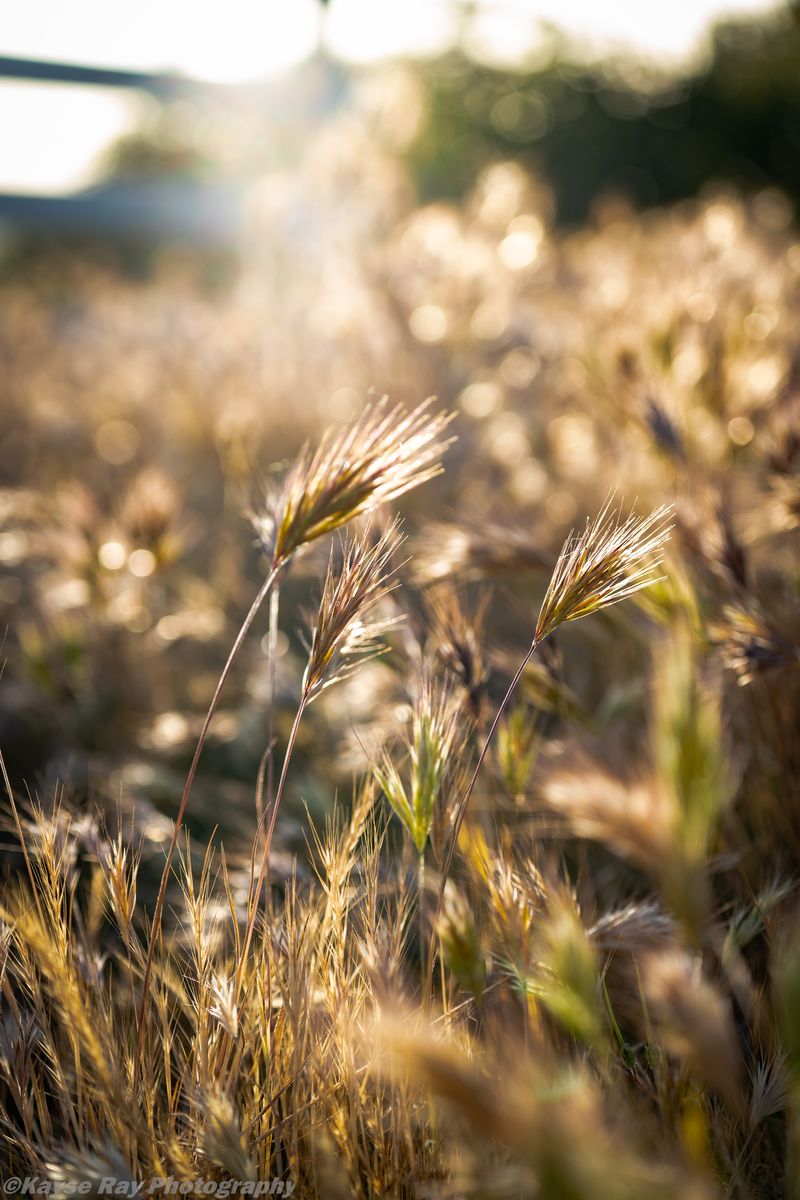 Backlit wild grass seed heads glowing gold in low sun with soft sparkling bokeh.